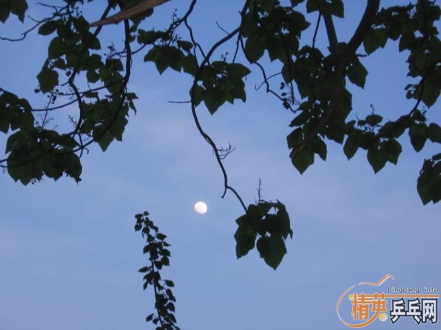 dvubb 图片点击可在新窗口打开查看